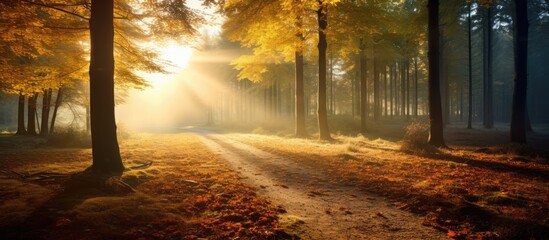 Autumn forest nature Vivid morning in colorful forest with sun rays through branches of trees Scenery of nature with sunlight Wonderful natural background Fairy tale woodland. Copy space image