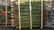 Christmas Trees in Wrapped in Nylon Net Stacked Ready for Selling on Outdoor Nursery Market 