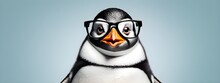 Studio Portrait Of A Penguin Wearing Glasses On A Simple And Colorful Background. Creative Animal Concept, Penguin On A Uniform Background For Design And Advertising.