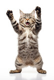 Fototapeta  - Studio portrait of tabby cat standing on back two legs with paws up against white isolated background.
