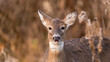 Young deer sticking its tongue out