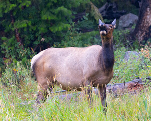 Wall Mural - Female Roosevelt  elk (Olympic elk / wapiti) calling , seen in the wild in Wyoming