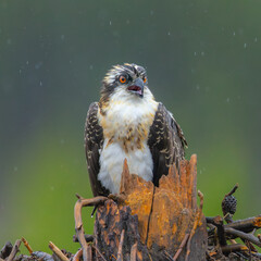 Poster - Very close view of an  Osprey (sea hawk) in his nest opening his beak, seen in the wild in Wyoming