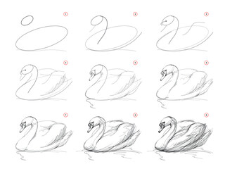 Wall Mural - page shows how to learn to draw from life sketch a swimming swan. pencil drawing lessons. educationa