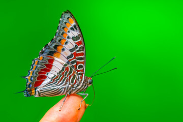 Wall Mural - Beautiful Closeup butterfly at your fingertips in a summer garden