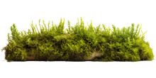 Green Moss Growing On The Ground Isolated On Transparent Background. Generative AI