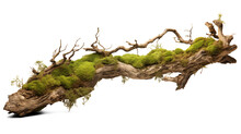 Rotten Branch Covered With Green Moss Isolated On Transparent Background. Generative AI