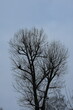 Grafika drzew i krzewów zima 