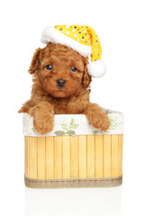 Sticker - Charming toy poodle puppy in Christmas hat