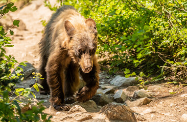 Wall Mural - Scraggly Black Bear Walks Along the Amphitheater Lake Trail