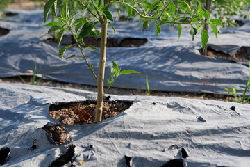 plastic mulch to cover the soil and protect plants from weeds so that plants can thrive