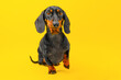 Smooth-haired black and tan dachshund dog sits on hind legs, raising paw expectantly, looking carefully at handler on yellow background Raising puppy, health, socialization Obedience, pet endurance