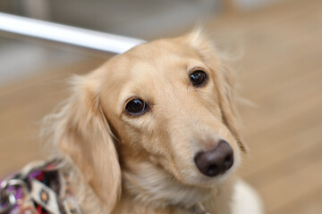 Fototapete - つぶらな瞳でこちらを見つめる犬