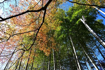 Wall Mural - Autumn leaves of Japanese maple. Autumn tradition fall-leaf viewing in Japan is called ‘Momiji-gari’.