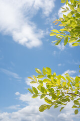 A summer day with blue skies and green leaf