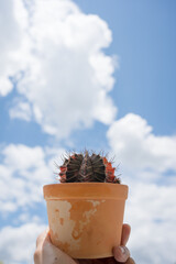 Wall Mural - a summer day with blue skies and cactus flower