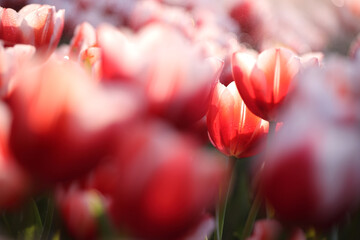 Wall Mural - red white tulip flower in close up