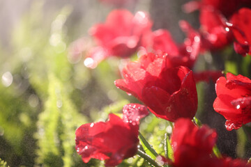 Wall Mural - red white tulip flower in close up