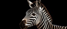 Dark Close-up Of Grevy Zebra.