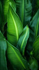 Wall Mural - abstract green leaf texture nature wallpaper