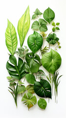 Wall Mural - Different tropical leaves on white illustration