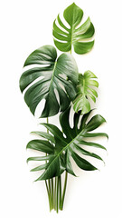 Wall Mural - Horizontal artwork composition of trendy tropical illustration
