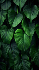 Wall Mural - abstract Large foliage of tropical leaf with dark green