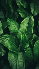 Wall Mural - Large foliage of tropical leaf with dark green wallpaper