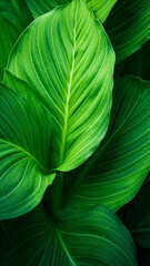 Wall Mural - Looping Cinemagraph macro of green leaf