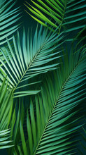 Tropical Palm Leaves From Above