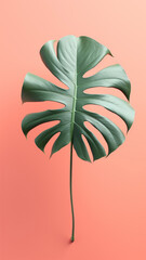 Wall Mural - Tropical monstera leaf on coral color design illustration