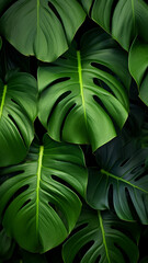 Wall Mural - tropical monstera leaf texture foliage nature green element