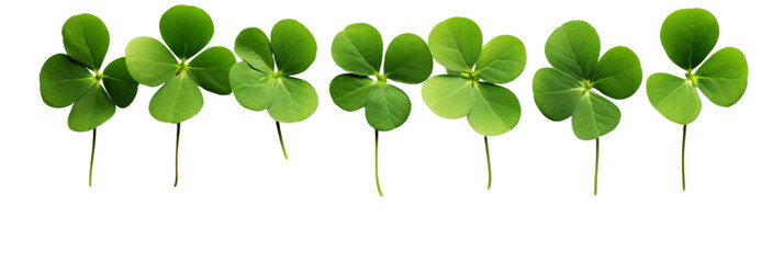 Lucky shamrock grass, four leaf clovers in a row isolated on white transparent, PNG. 