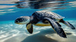 Schildkröte schwimmt unter Wasser im seichten Meer . KI Generated