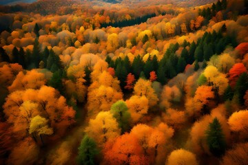 Wall Mural - autumn in the forest