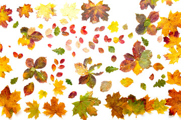 Wall Mural - Autumn leaves isolated on white background