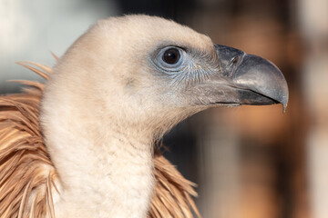 Poster - Portrait of a vulture in the park