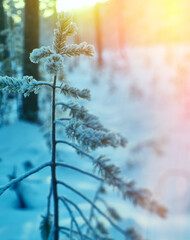 Wall Mural - winter landscape