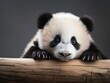 Cute panda bear on white background
