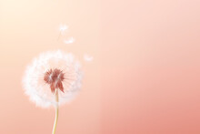 Dandelion Flower Isolated On Peach Color Background