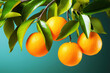 Small clementine mandarins on a branch with green leaves on tree