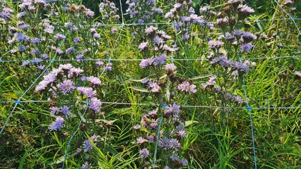 Close up of purpletop vervain (verbena bonariensis) in bloom.