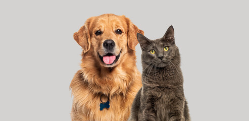 Wall Mural - Happy panting Golden retriever dog and blue Maine Coon cat looking at camera, Isolated on grey
