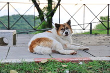 A Thai Bangkaew, White With Brown Spots, Brown Eyes, Black Nose, And Front Legs Larger Than The Back, Was Lying On The Sidewalk. It Is A Cross Between A Domestic Dog And A Fox (originating From Thaila