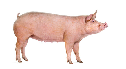 Wall Mural - Side view of a Domestic pig, isolated on white