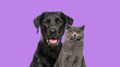 Close-up of a Happy panting black Labrador dog and British Shorthair cat looking at the camera, isolated on purple