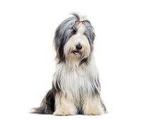 Bearded Collie With Hair Clip, Sitting, Isolated On White