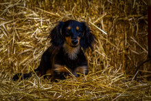 Long Haired Miniature Dachshund Puppy, Black And Tan Playing On The Straw Bales