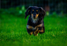 Long Haired Miniature Dachshund Puppy, Black And Tan Playing And Running Around A Grass Field, Garden