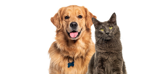 Poster - Happy panting Golden retriever dog and blue Maine Coon looking at camera, Isolated on white